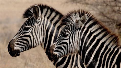 Plains Zebra Facts, Pictures & In-Depth Information