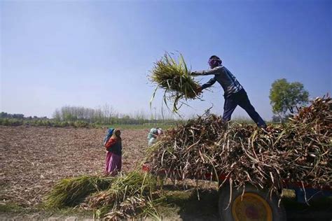 Uttar Pradesh Ushers In Agri Reforms Waives Mandi Tax For Fruits