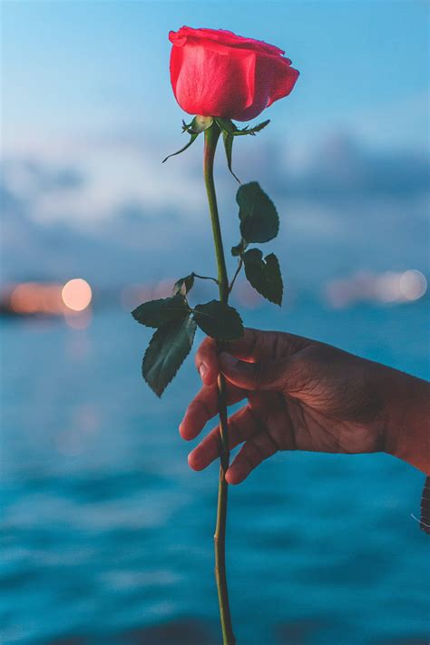 Rose, flower, red, hand, HD phone wallpaper | Peakpx