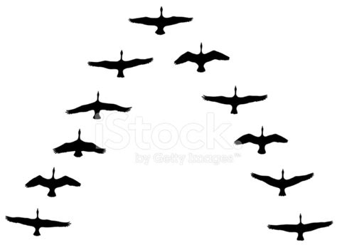 Canada Geese Flying IN V Formation Stock Vector - FreeImages.com