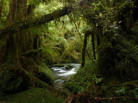 Wallpaper Trees Landscape Waterfall Ancient Grass Moss Green River Wilderness Jungle