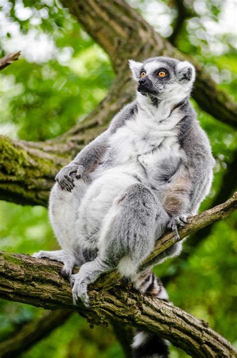 Gratis Afbeeldingen Boom Natuur Tak Bokeh Ring Voeten Dier