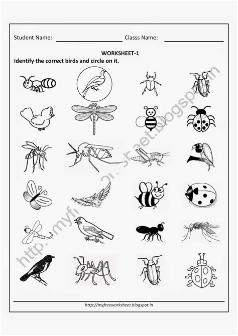 Birds Worksheets