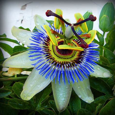 Passiflora Caerulea Blue Passion Fruit 10 Seeds Etsy