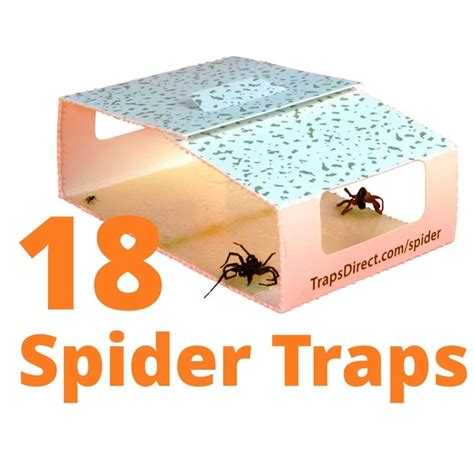 Spider Trap Guide | Cleaner Today