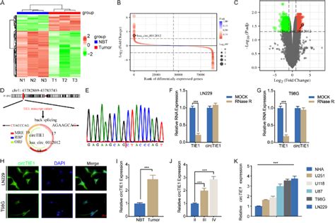 Circtie1 Is Up Regulated In Glioma Tissues And Cell Lines A C