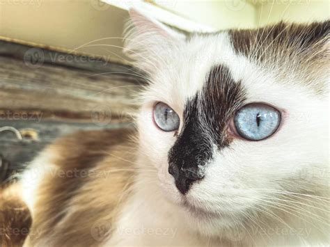 Cute Black And White Kittens With Blue Eyes