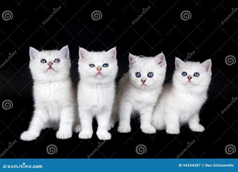 Row of Four White Kittens on Black Background Stock Image - Image of short, breed: 94244387