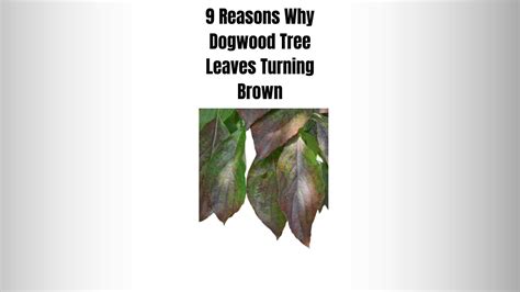 9 Reasons Why Dogwood Tree Leaves Turning Brown