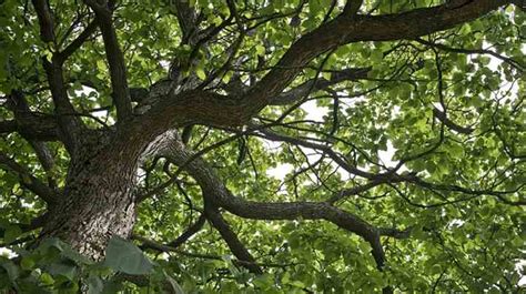 Catalpa Tree: Types, Leaves, Flowers, Seed Pods (With Catalpa Worms)