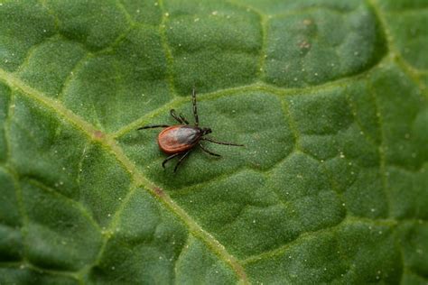 Do All Ticks Carry Lyme Disease Fast Lab