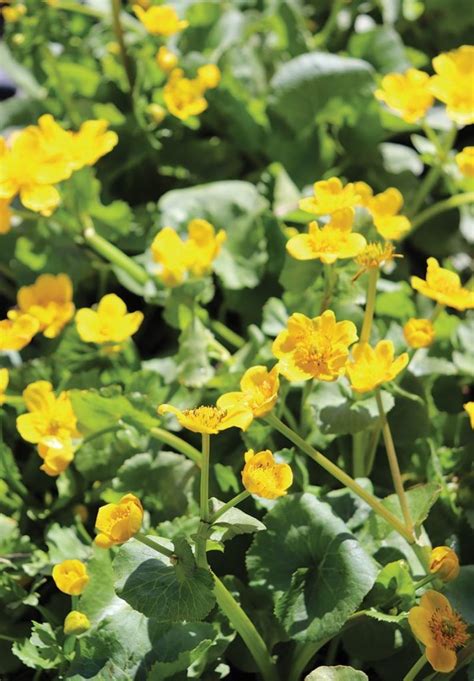 Yellow Marsh Marigold Native Johnson S Nursery Knowledgebase