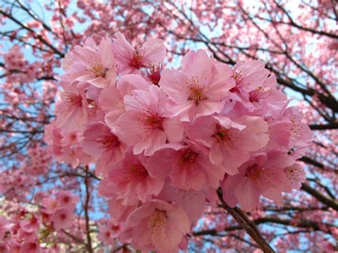 Siembra sakura o cerezo japonés a partir de sus semillas Plantas