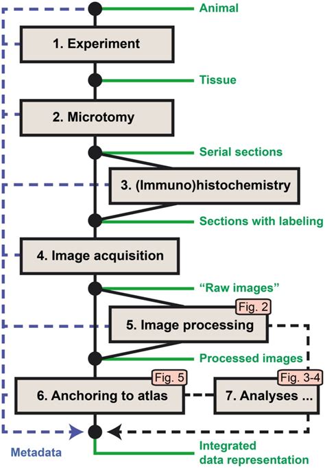 Brain Wide Mapping Of Axonal Connections Workflow For Automated