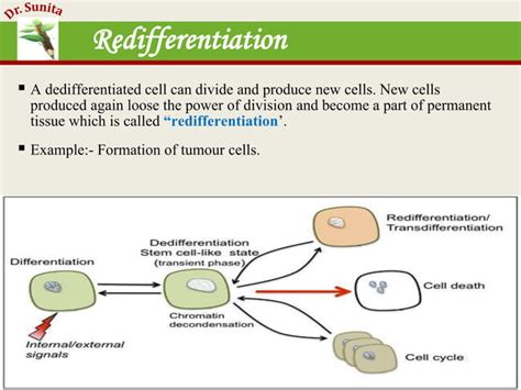 Growth and development | PPT