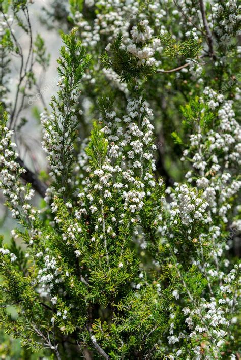 Flores del brezo del árbol Erica arborea Foto tomada en las montañas