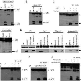 Bromoxone Is A Broad Spectrum Inhibitor For Caspase Activation