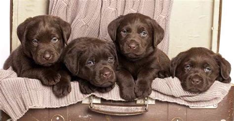 Chocolate Labrador Training | PETSIDI