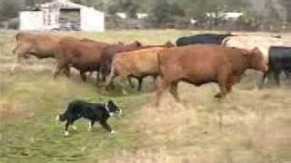 Australian Shepherds Herding Sheep « Australian Shepherd Tips ...