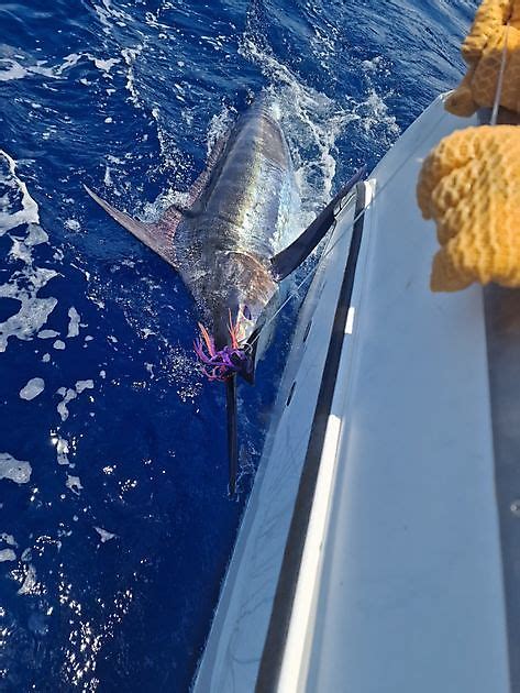 Cavalier Released Their Th Blue Marlin Cavalier Blue Marlin Sport