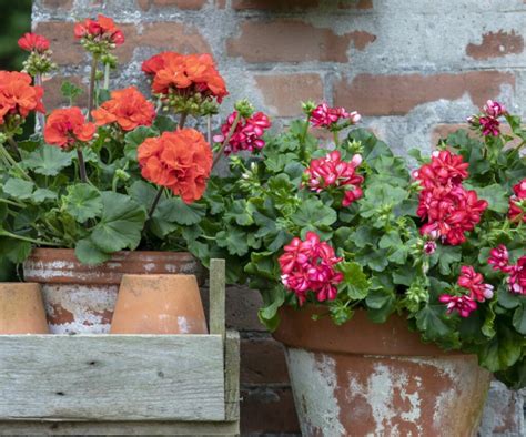 7 façons de protéger les géraniums du gel et du froid Mon Geranium fr