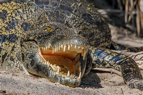 Нильский крокодил Crocodylus Niloticus Nile Crocodile Flickr