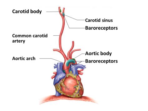 Baroreceptors in ANS Diagram | Quizlet