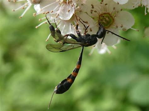 Parasitic Wasps: Pictures and Identification Help - Green Nature