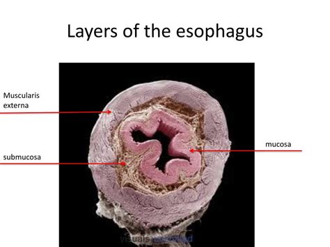 Esophagus Layers Anatomy