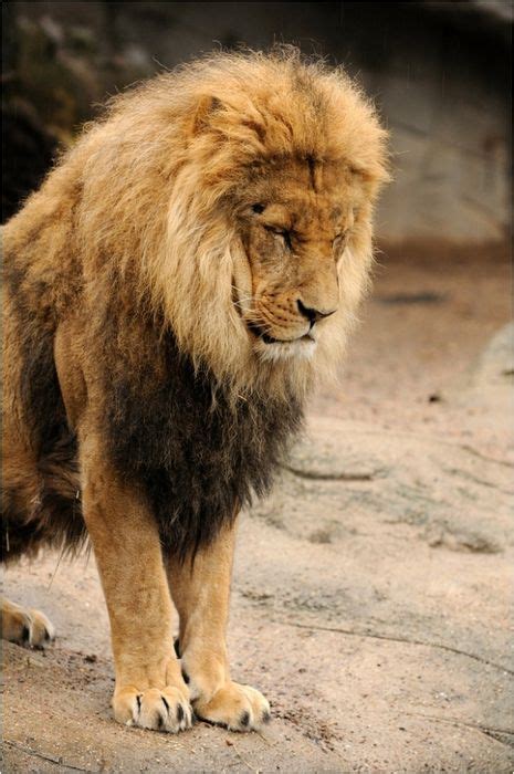 A Large Lion Standing On Top Of A Dirt Field