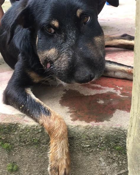 Cachorro sobrevive após ser picado por jararaca em SP Santos e Região