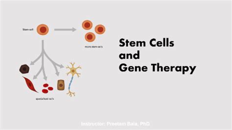 Stem Cell and Gene Therapy