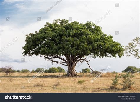 Old Large Wild Fig Tree Standing Stock Photo 2117846330 | Shutterstock