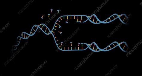 Dna Replication Illustration Stock Image C0469214 Science Photo Library