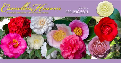 Masthead W Photo Camellia Heaven Flowers Tallahassee Fl