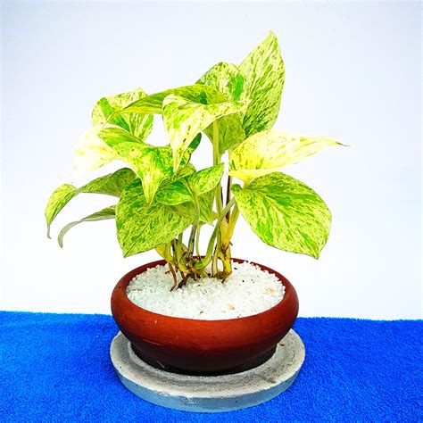 Indoor Money Plant -0023, Lakwimana