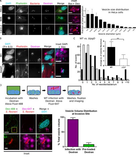 S Flexneri Regulates Macropinosome Formation At The Invasion Site A