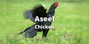 Aseel Chicken: Breed Color, Size, Eggs, Price, Pictures