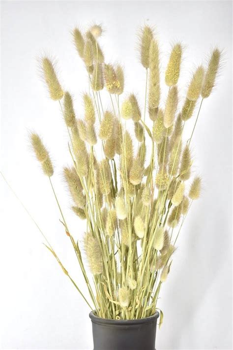 Droogbloemen Droogbloemen Boeket Phalaris Naturel Cm