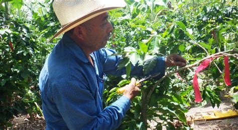 Fortalecen la diversificación productiva Agrodiario