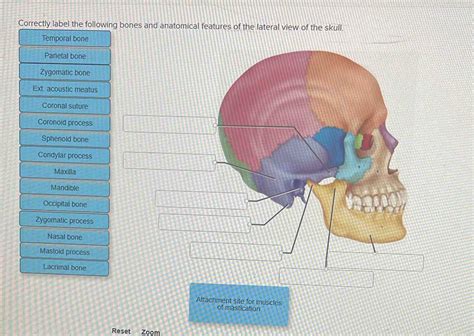 Solved Correctly Label The Following Bones And Anatomical Features Of