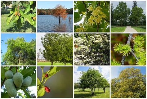 22 Common Native Illinois Tree Types To Admire Or Plant