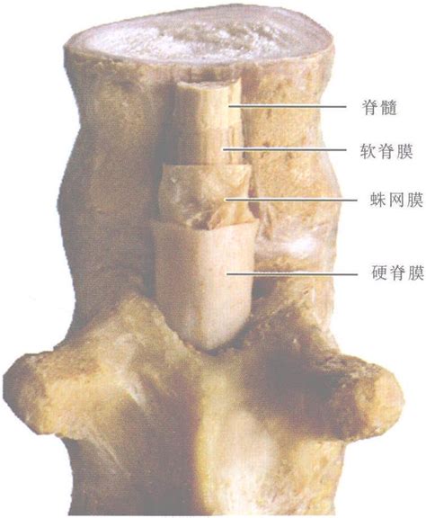 图5 4 1 脊髓的三层被膜 基础医学 医学