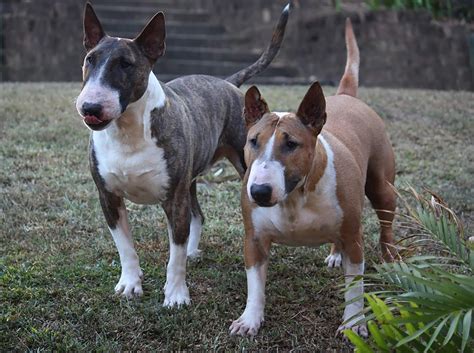 Caracter Sticas Tipos Personalidad Salud Y Cuidados Del Bull Terrier