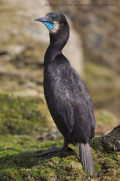 Brandt S Cormorant Phalacrocorax Penicillatus Photo Mvphoto Photos