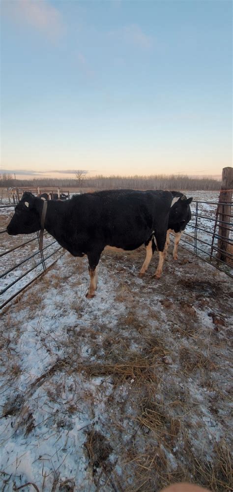 Bred Holstein milk cow | Livestock | Winnipeg | Kijiji