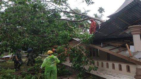 5 Pohon Tumbang Di Padang Pariaman Dalam Sehari Akibat Hujan Deras 1