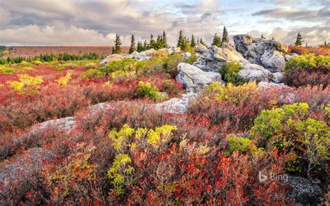 Bing Fall Colors Windows 10 Theme | Free Wallpaper Themes