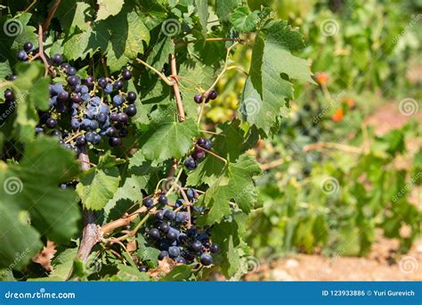 Grupos Das Uvas Do Vinho Tinto Que Penduram No Vinho No Sol Do Fim Da