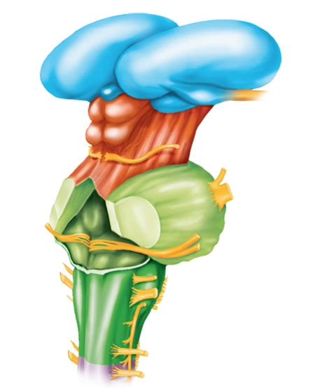 The Medulla Oblongata Diagram | Quizlet